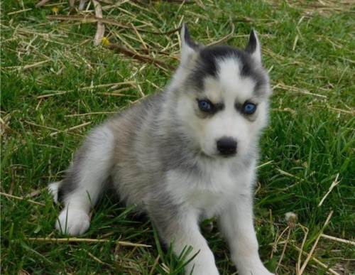 Kr�sn� �t��ata sibi�sk�ho husky.