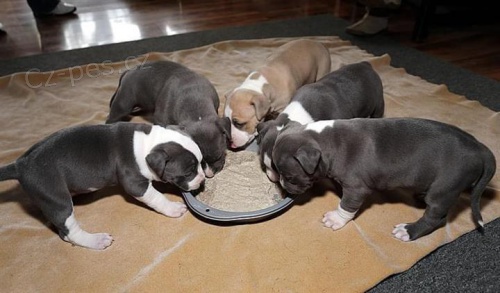 Kr�sn� �t��ata Pitbull.