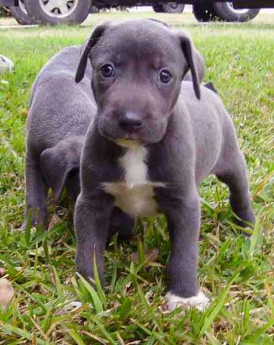 blue lacy modr krajkov tata k dispozici