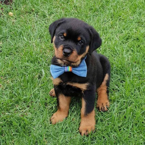ڞasn� �t��ata Rottweiler�.