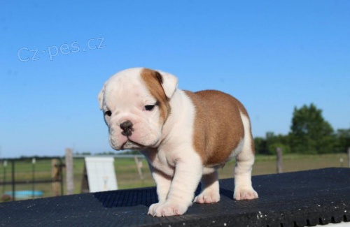 �t��ata anglick�ho buldoka.