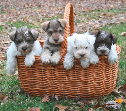 o�kovan� a od�erven� �t��ata mal�ho kn�ra�e k adopci.