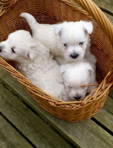 Prod�m �t��ata West Highland White Terriers
