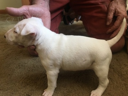 Prod�m �t��ata anglick�ho bulteri�ra.