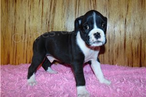 N�dhern� boxersk� �t��ata.