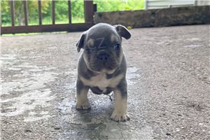 Kvalitn� �t��ata francouzsk�ho buldo�ka.