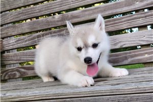 Hrav� �t��ata sibi�sk�ho husky.