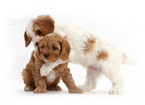 Kr�sn� Cavapoo �t��ata.