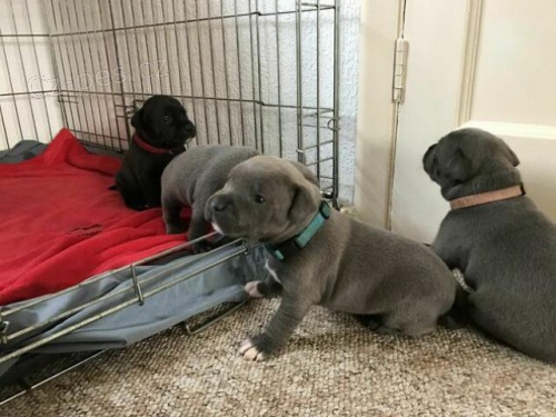 �t��ata staford��rsk�ho b���ho teri�ra.