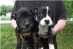 Staffordshire Bullterrier �t��ata pro dobr� domovy.