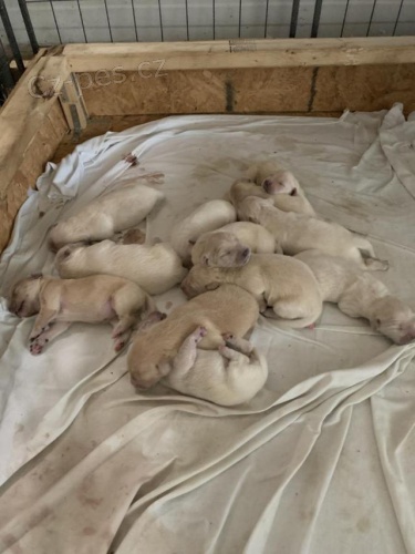 N�dhern� �t��ata zlat�ho retr�vra.