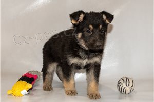 Roztomil� �t��ata n�meck�ho ov��ka.