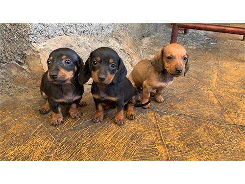 Kr�sn� �t��ata jezev��ka.