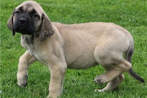 Bullmastiff �t��ata.