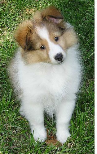Prod�m zdrav� a o�kovan� �t��ata Sheltie