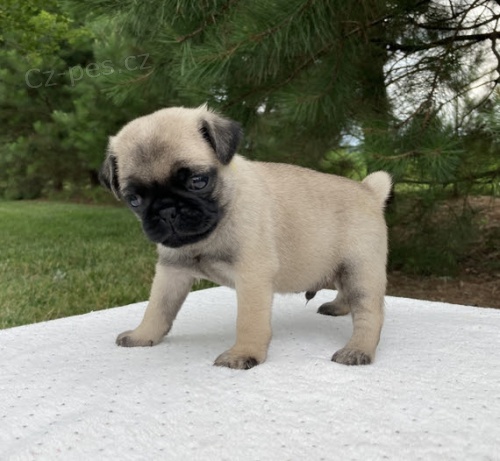 Prod�m kr�sn� b�ov� �t��ata mopse