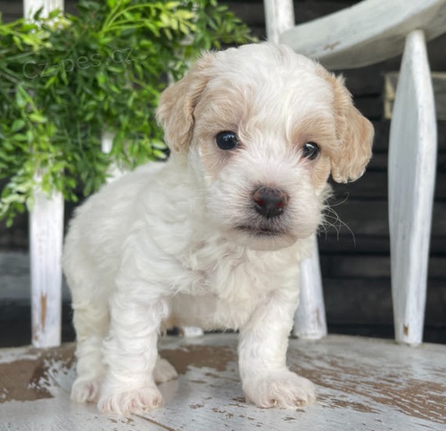 �t��ata Bi�onka Poo k adopci.