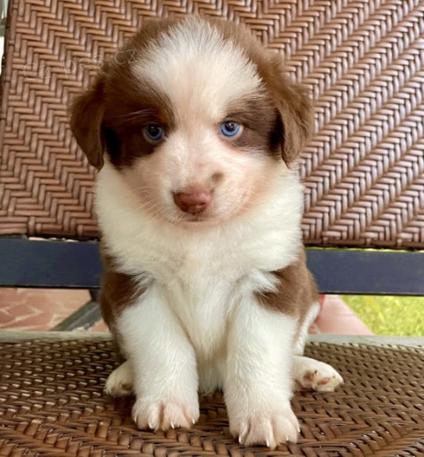 Prod�m roztomil� �t��ata australsk�ho ov��ka