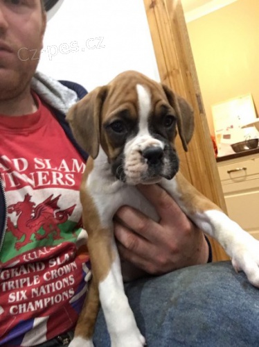 Prod�m kr�sn� �t��ata n�meck�ho boxera