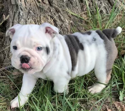 Prod�m �t��ata and�lsk�ho anglick�ho buldo�ka