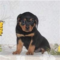 Kr�sn� �t���tka Rottweiler�.