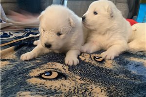 ڞasn� Samoyed �t��ata.
