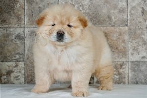 Rodokmen Chow Chow �t��ata.