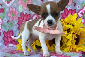 Sladk� �t��ata Chihuahua.