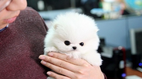 Sladk� �ajov� ��lek pomeransk�ch �t��at.