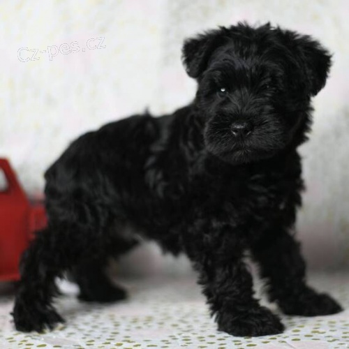 Kr�sn� a o�kovan� �ern� �t��ata mal�ho kn�ra�e pro Prodej.