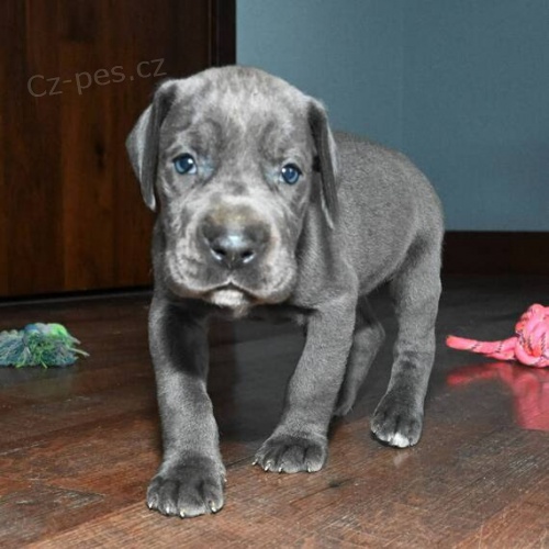 O�KOVAN� �t��ata n�meck� dogy k adopci.