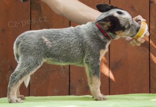 Australsk� hon�ck� pes