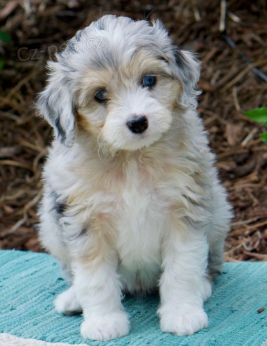 tata Aussiedoodle na prodej