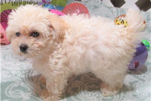 Rozko�n� �t��ata Maltipoo.