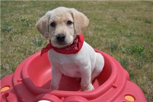 Rozko�n� �t��ata labradorsk�ch retr�vr�.