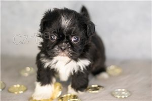 Rozko�n� �t��ata Shih Tzu.