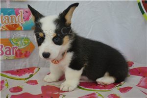 N�dhern� �t���tka Corgi Pembroke.