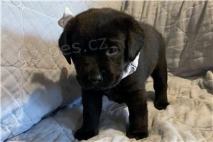 Chunky Labrador �t��ata.
