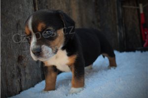 Kr�sn� �t���tka b�gl�.