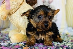 �t��ata Yorkshirsk�ho teri�ra.