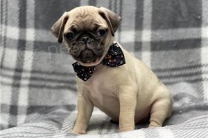 Mops �t��ata p�ipraven� j�t dom�.