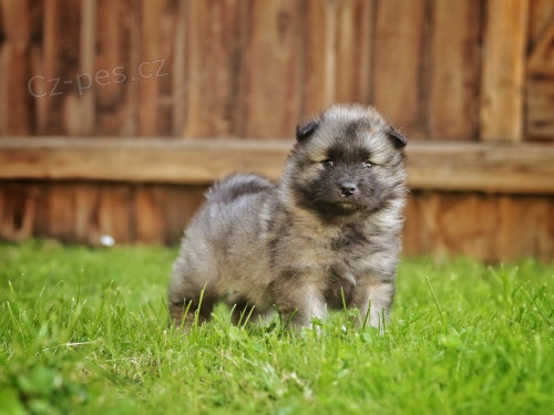 N�meck� �pic vl�� / Keeshond