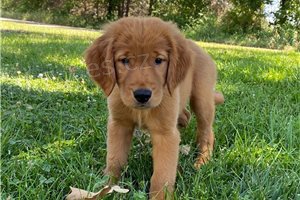 �t��ata zlat�ho retr�vra.