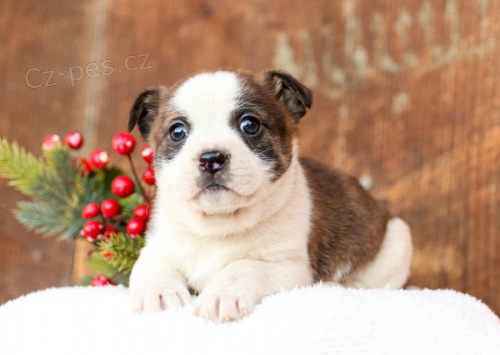 �t��ata Bostonsk�ho teri�ra.