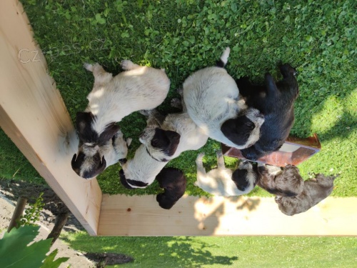 �esk� fousek - CHS z Koblova