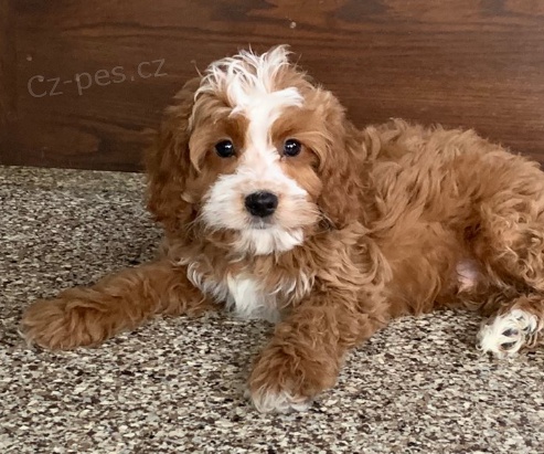 Roztomil� �t���tka Barbet jsou p�ipravena do nov�ch rodin.