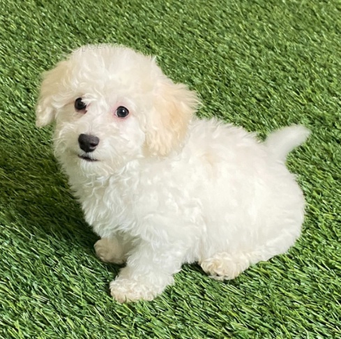 N�dhern� �t���tka Bi�onka jsou p�ipravena do nov�ch rodin.