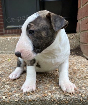 N�dhern� �t��ata bulteri�ra jsou p�ipravena do nov�ch rodin.