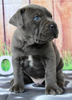 �t���tka Italsk�ho corso pes (Cane Corso Italiano) jsou p�ipravena do nov�ch rodin.
