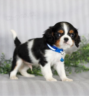 �t��ata kaval�r King Charles �pan�l jsou p�ipravena do nov�ch rodin.